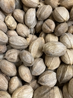 SEED/ Fayette Shellbark Hickory (Carya laciniosa)